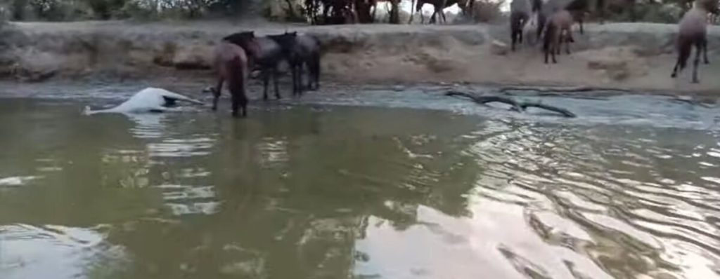 Γέμισε νεκρά άλογα το Δέλτα του Έβρου (βίντεο)
