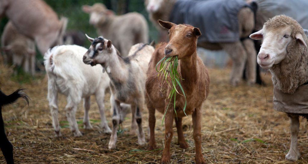 Θεσσαλία: Έθαψαν ζωντανά αιγοπρόβατα που νοσούσαν από πανώλη! (φωτό)