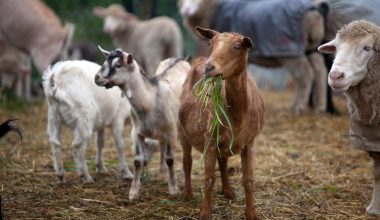 Θεσσαλία: Έθαψαν ζωντανά αιγοπρόβατα που νοσούσαν από πανώλη! (φωτό)