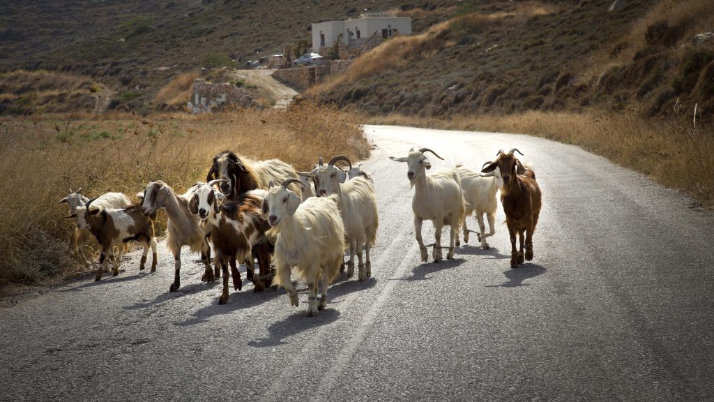 Θεσσαλία: 18 τα επιβεβαιωμένα κρούσματα πανώλης σε αιγοπρόβατα