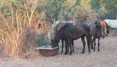 Νεκρά άλογα στον Έβρο: «Το νερό έχει γίνει 100% θαλασσινό – Το πρόβλημα ξεκίνησε με το κλείσιμο του φράγματος από την Τουρκία»