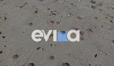 Χιλιάδες μωβ μέδουσες ξεβράστηκαν σε παραλίες της Εύβοιας (φωτο)