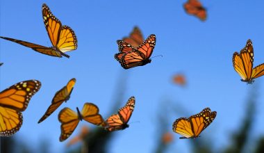 Oι ειδικοί προειδοποιούν: Ελλοχεύει ο κίνδυνος να εξαφανιστούν εντελώς οι πεταλούδες – Από τι απειλούνται