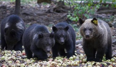 Σλοβακία: Προχωρά στη θανάτωση 350 αρκούδων – «Σε λίγο θα γίνουμε τροφή τους» λέει ο Ρ.Φίτσο