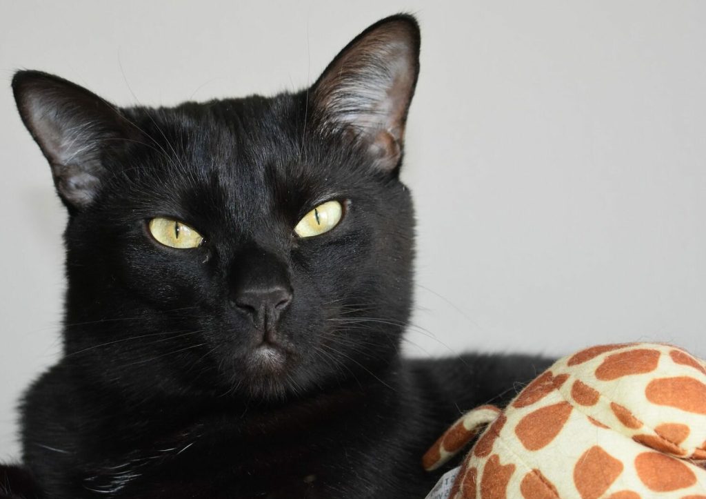 Ο λόγος που οι μαύρες γάτες συνδέονται με τη «γρουσουζιά» και το «κακό»