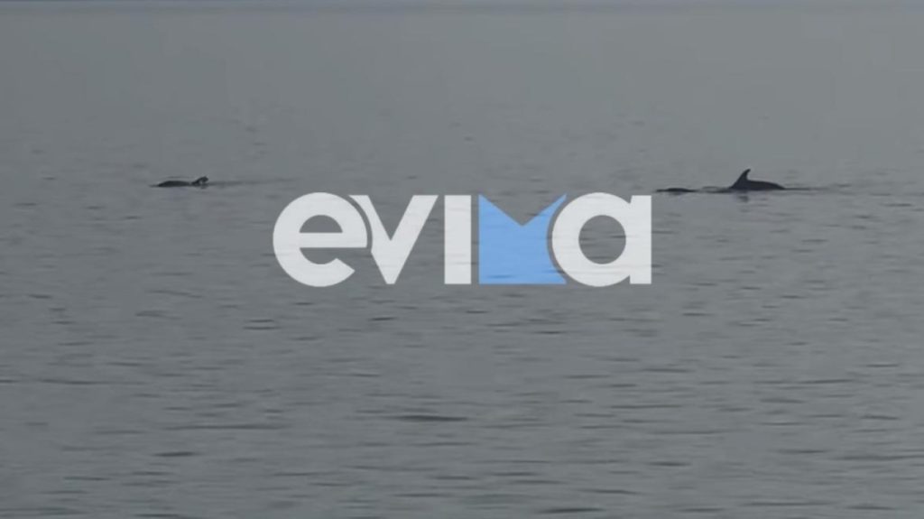 Σπάνιο θέαμα στην Εύβοια: Κοπάδι δελφινιών εμφανίστηκε στην Αιδηψό – Δείτε βίντεο