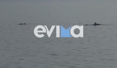 Σπάνιο θέαμα στην Εύβοια: Κοπάδι δελφινιών εμφανίστηκε στην Αιδηψό – Δείτε βίντεο