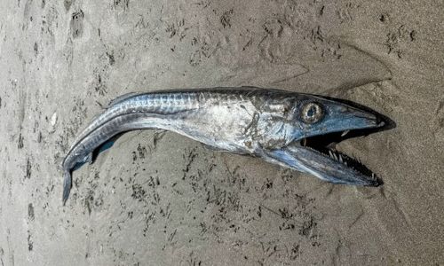 ΗΠΑ: Απόκοσμο ψάρι από τα βάθη του ωκεανού ξεβράστηκε σε ακτή στο Όρεγκον (φωτο)