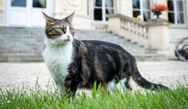 Νόμι: Viral Η γάτα του γαλλικού Υπουργείου Εξωτερικών που έχει κερδίσει τις εντυπώσεις (φωτο)