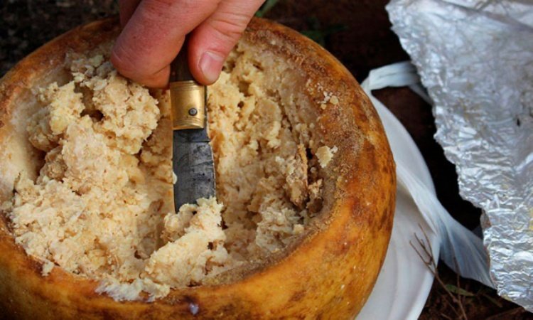 Αυτό είναι το πιο παράξενο και επικίνδυνο τυρί στον κόσμο – Πώς παράγεται