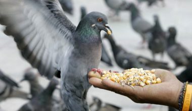 10 καθημερινές συνήθειες που θεωρούνται παράνομες σε άλλες χώρες