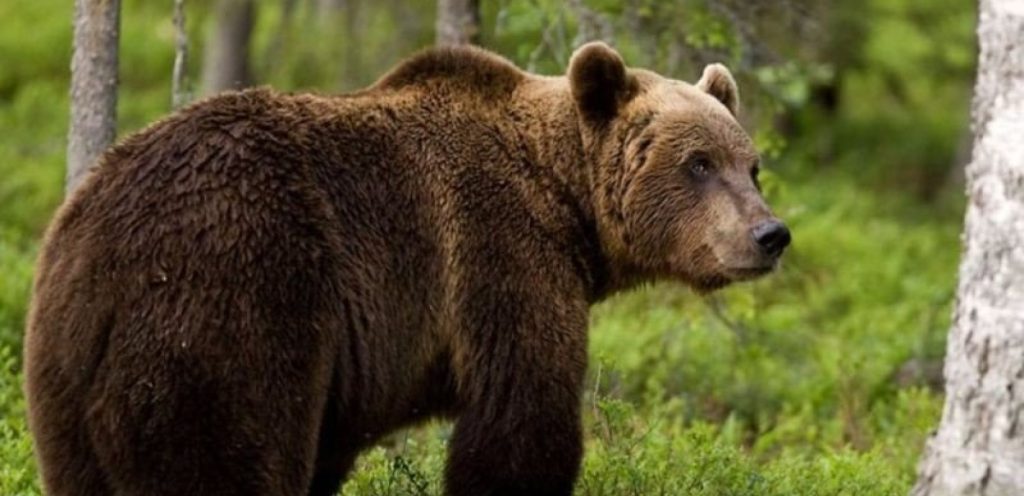 Δράμα: Πώς έγινε η επίθεση της αρκούδας στους πεζοπόρους – «Ο ένας έπεσε σε γκρεμό 150 μέτρων!»