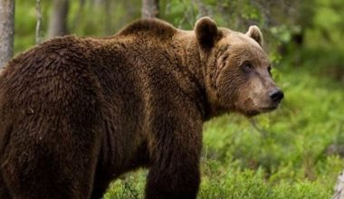 Δράμα: Πώς έγινε η επίθεση της αρκούδας στους πεζοπόρους – «Ο ένας έπεσε σε γκρεμό 1.000 μέτρων!»