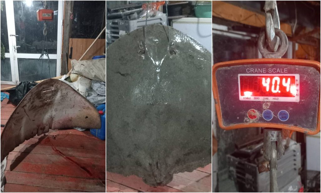 Σπάνιος ρινοβάτος 40 κιλών πιάστηκε στα δίχτυα ψαρά στο Δέλτα του Έβρου (φώτο)