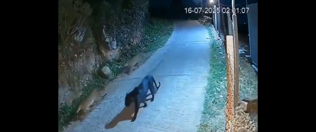 Βίντεο: Η βραδινή βόλτα μαύρου πάνθηρα με δύο λεοπαρδάλεις