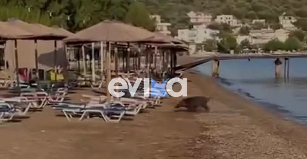 Αγριογούρουνο «έκοβε» βόλτες σε παραλία της Εύβοιας – Δείτε βίντεο