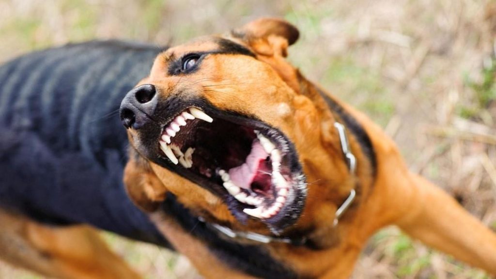 Εκπαιδευτής σκύλων αποκάλυψε ποια είναι η πιο επικίνδυνη ράτσα (βίντεο)