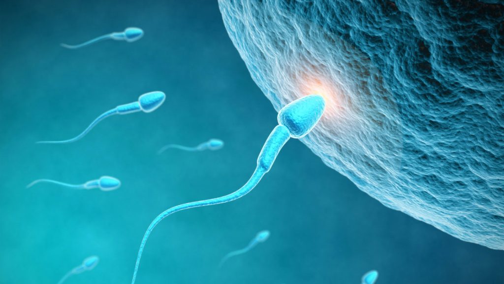 Το φαινόμενο των «εγωιστικών» σπερματοζωαρίων: Μεγάλοι ηλικιακά άνδρες μεταδίδουν μεταλλάξεις στα παιδιά τους