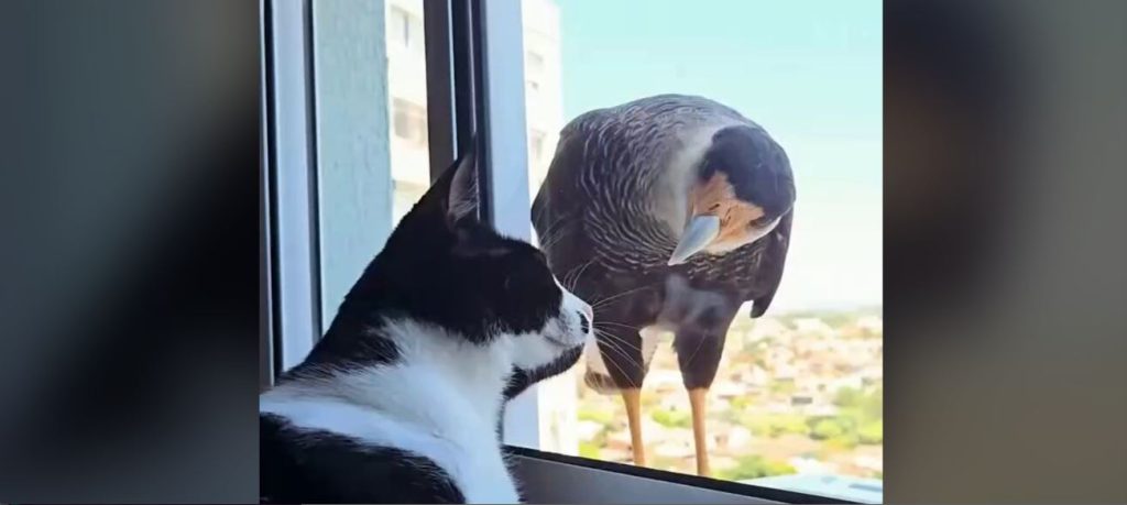 Γάτα παίζει εκ του ασφαλούς με τα γεράκια, ενώ αυτά προσπαθούν να την «κατασπαράξουν» (βίντεο)