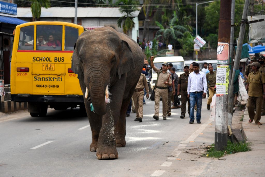 Ελέφαντες επιτίθενται σε ανθρώπους στην Ινδονησία – 8χρονο κορίτσι έχασε τη ζωή του