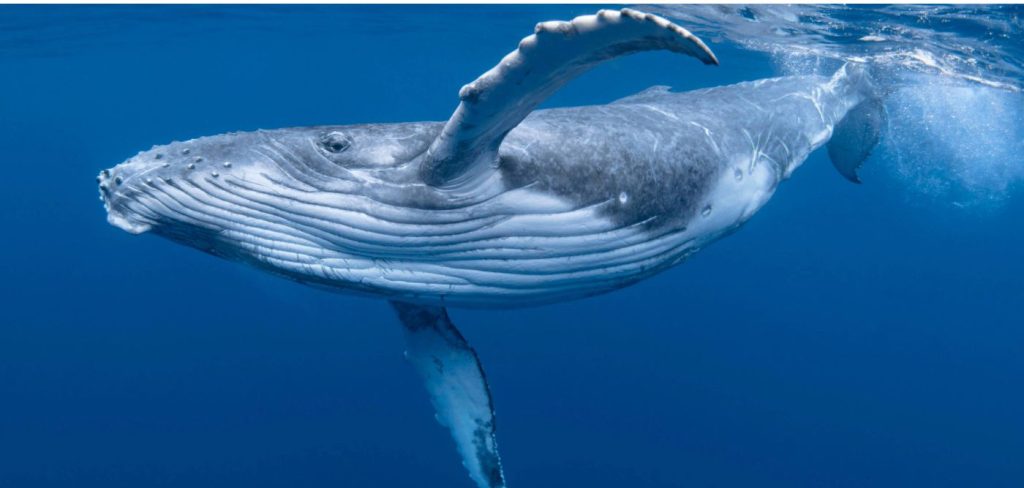 Βίντεο: Η στιγμή που 45χρονη δύτρια γλιτώνει στο «παρά πέντε» από το στόμα φάλαινας!