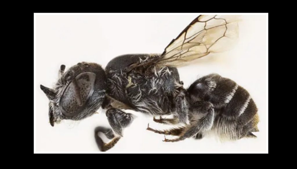 Megachile Lucifer: Το νέο είδος μέλισσας που ανακαλύφθηκε στην Αυστραλία – Έχει μικροσκοπικά κέρατα… διαβόλου