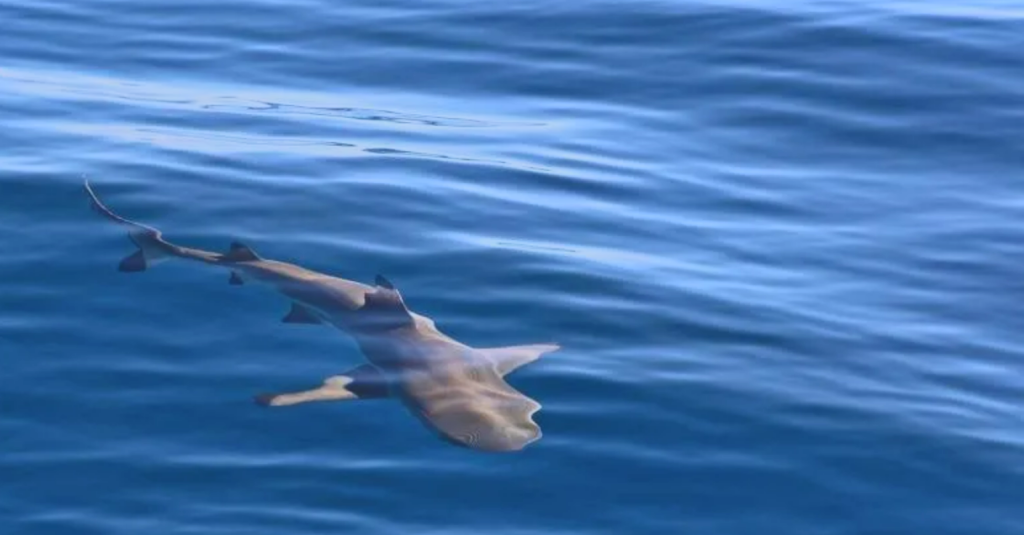 Χανιά: Ξεβράστηκε καρχαριοειδές στα βράχια της παραλίας Σταυρού (βίντεο)