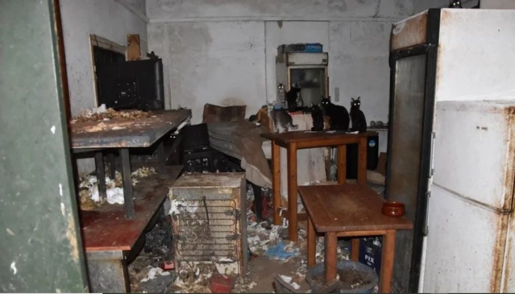 Νάξος: Συνελήφθη άνδρας που κρατούσε 58 γάτες εγκλωβισμένες και κάτω από άθλιες συνθήκες – Δείτε φωτογραφίες
