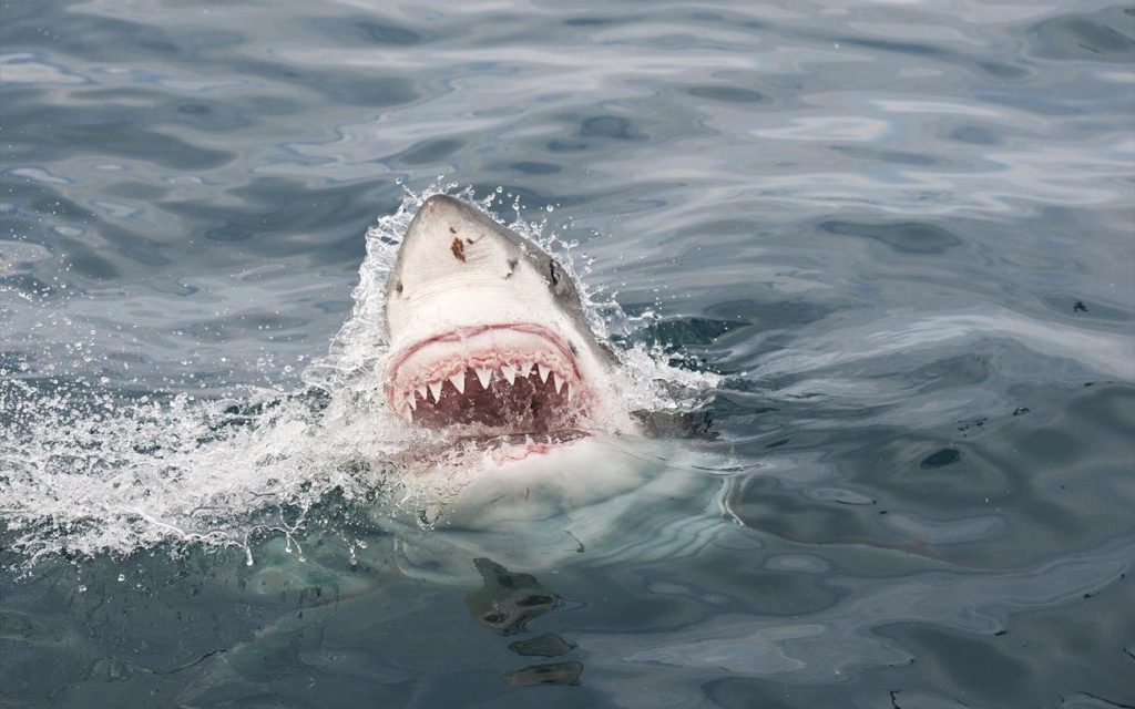 Αυστραλία: H στιγμή που λευκός καρχαρίας επιτίθεται σε windsurfer – Πώς γλίτωσε (βίντεο)