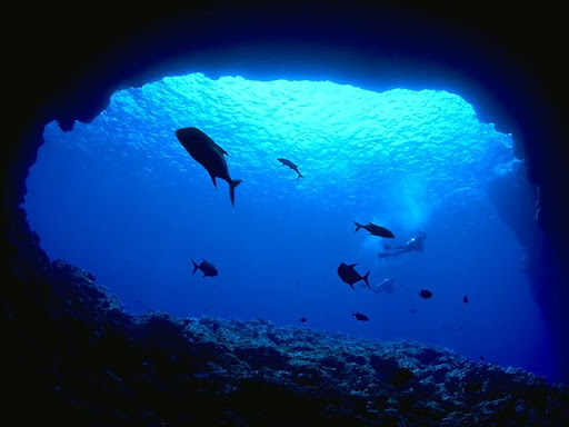 Δύτες εντόπισαν προϊστορικό ψάρι στον Ινδικό Ωκεανό: Είναι το πρώτο που έχει κινηματογραφηθεί ζωντανό