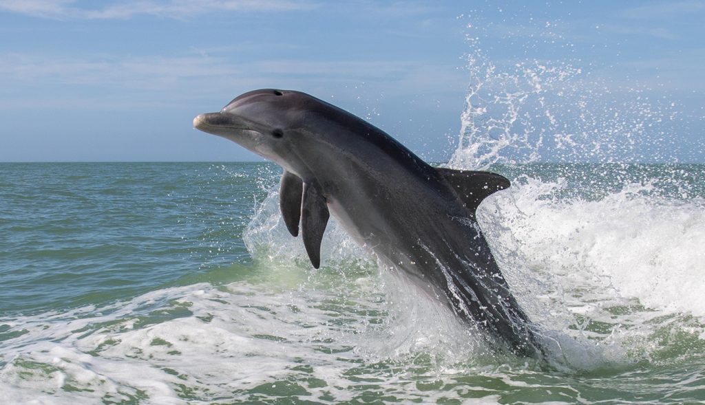 Θεσσαλονίκη: Δελφίνια εθεάθησαν να κολυμπούν στον Θερμαϊκό κόλπο (βίντεο)