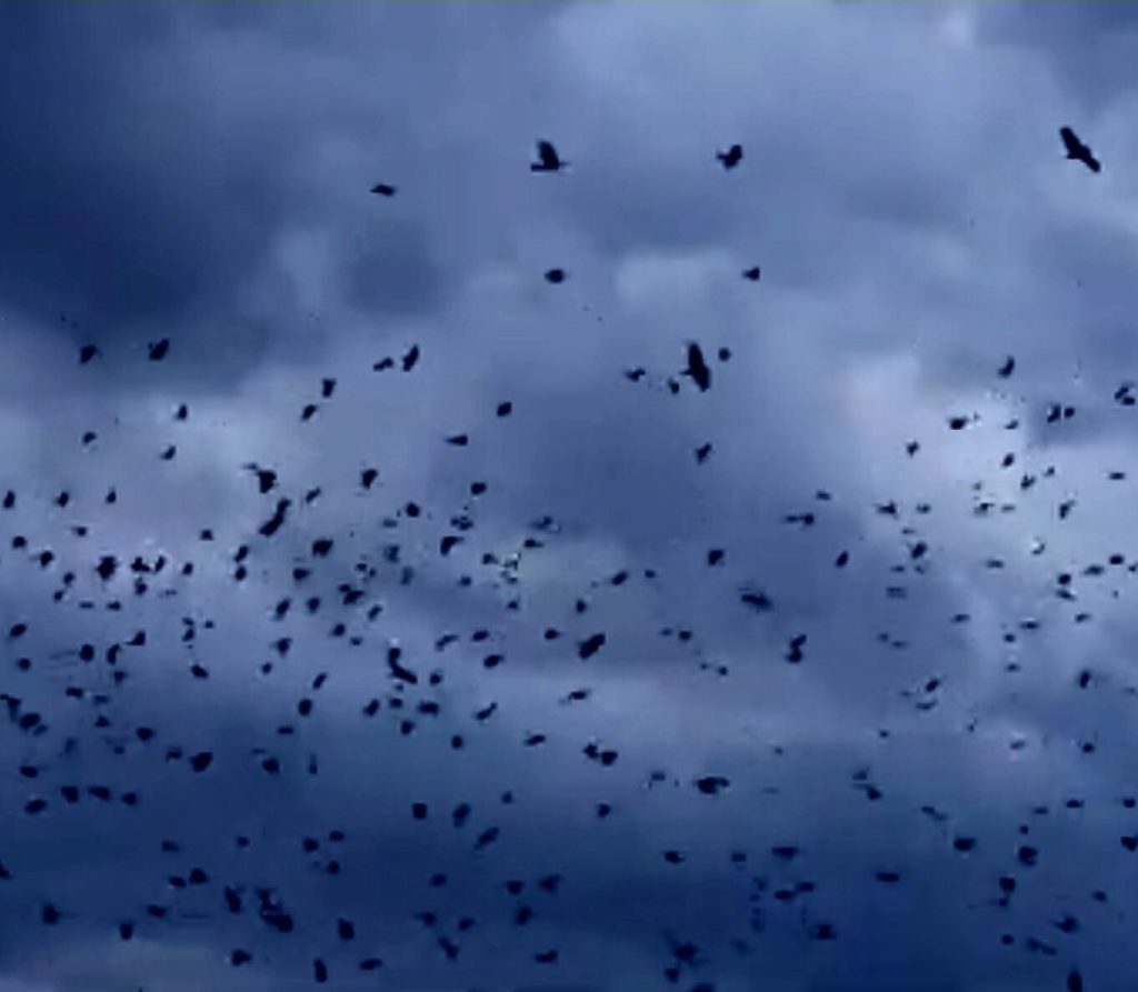 Το «μουρμουρητό» των πουλιών κάθε ανατολή και δύση στα Τρίκαλα (βίντεο)