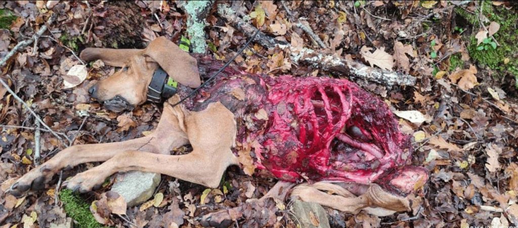 Λύκοι κατασπάραξαν κυνηγόσκυλo στη Δράμα – Δείτε φωτογραφίες (ευαίσθητο περιεχόμενο)