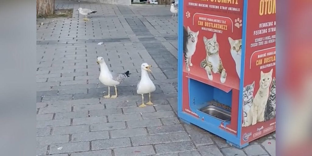 Απίστευτο βίντεο: Γλάροι στην Τουρκία προσποιούνται ότι είναι γάτες για να τους δοθεί φαγητό!