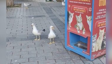 Απίστευτο βίντεο: Γλάροι στην Τουρκία προσποιούνται ότι είναι γάτες για να τους δοθεί φαγητό!