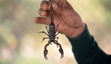 Νέα μελέτη: Πώς το δηλητήριο σκορπιού του Αμαζονίου μπορεί να θεραπεύσει όγκους καρκίνου του μαστού