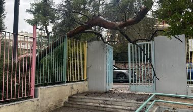 Δέντρο έπεσε στην πόρτα νηπιαγωγείου – Από τύχη δεν υπήρξαν τραυματισμοί