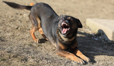 Τραγωδία στη Ζάκυνθο: Σκύλος κατασπάραξε 2χρονο παιδί! – Το δάγκωσε στο λαιμό και το σκότωσε!