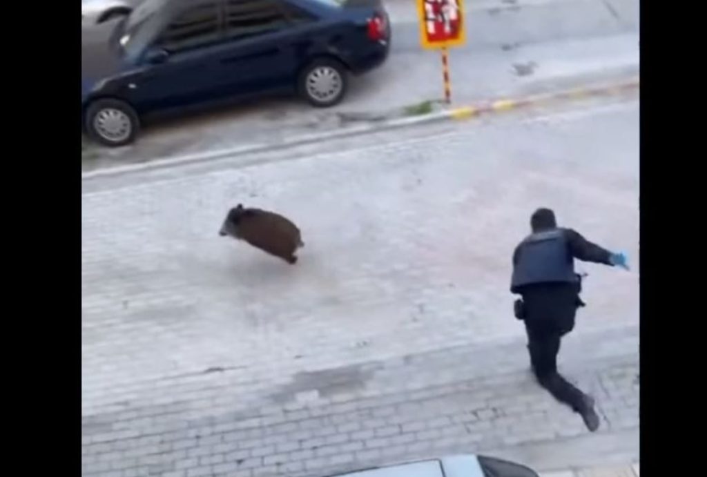 Επικό σκηνικό: Αστυνομικοί στον Εύοσμο κυνηγούσαν αγριογούρουνο και δεν μπορούσαν να το πιάσουν! – Δείτε βίντεο