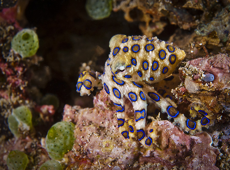 Βίντεο: Bρετανός τουρίστας κρατά στο χέρι του χταπόδι με μπλε δακτυλίους – Γιατί θεωρείται άκρως επικίνδυνο