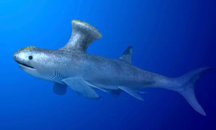 Ο προϊστορικός καρχαρίας που βρέθηκε σε μια προαστιακή πόλη της Σκωτίας