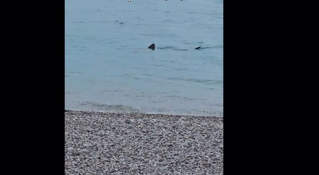 Λουτράκι: Μεγάλος καρχαρίας πέντε μέτρων στην δημοφιλή παραλία! (βίντεο)