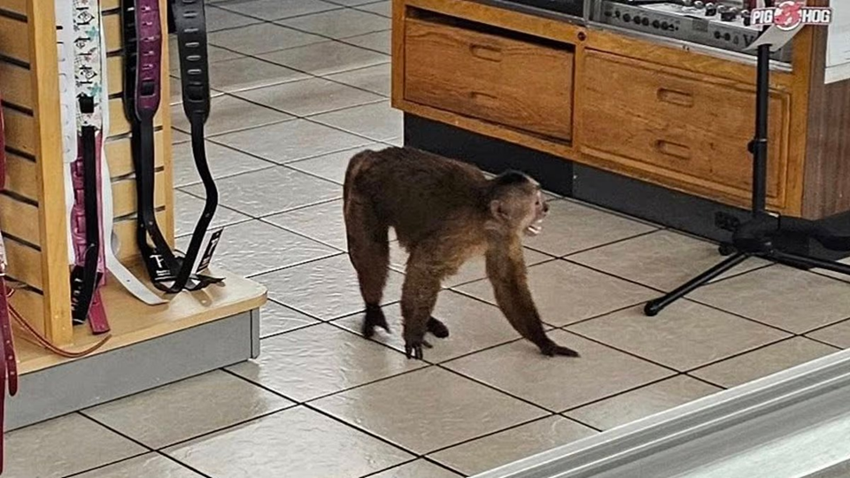 ΗΠΑ: «Συνελήφθη» πίθηκος που τα «έσπασε» σε κατάστημα μουσικών οργάνων στο Τενεσί (βίντεο)