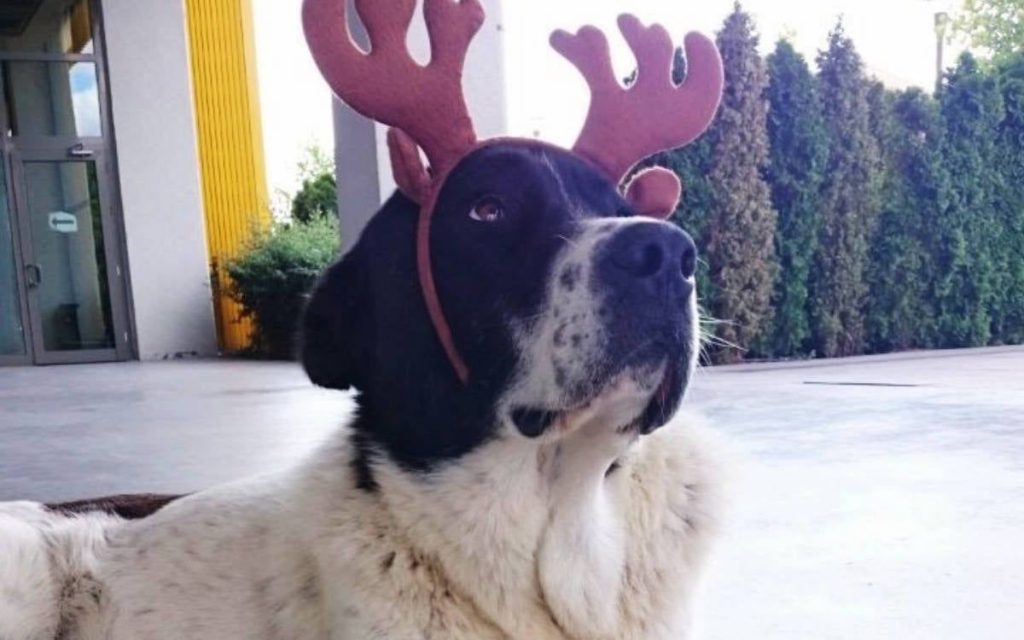 Τουρκία: Νεκρός ο σκύλος σύμβολο του μετρό στην Άγκυρα – Παγιδεύτηκε στις κυλιόμενες σκάλες ενώ τον καταδίωκαν