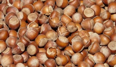 Αξίζουν μια θέση στη διατροφή μας: Αυτά είναι τα οφέλη που έχουν για την υγεία τα φουντούκια