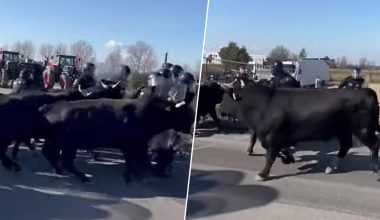 Bίντεο: Οι Γάλλοι αγρότες στέλνουν ταύρους κατά της αστυνομίας! – Η συμφωνία ΕΕ-Mercosur διαλύει τα πάντα