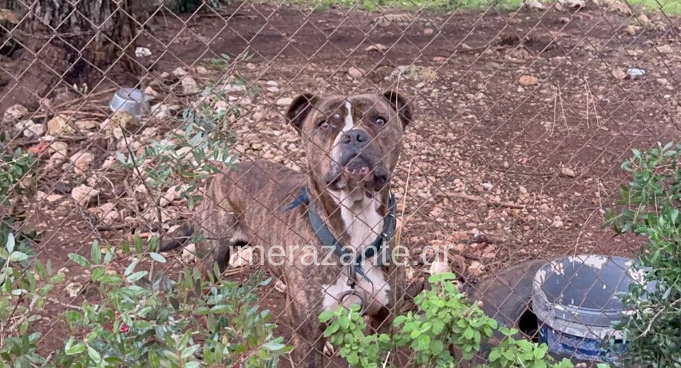 Ζάκυνθος: Τι αναφέρει το πόρισμα για το πίτμπουλ που κατασπάραξε τον 2χρονο Λίο