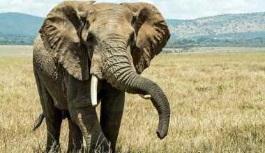 Ινδία: Τουλάχιστον 20 νεκροί τις τελευταίες 9 ημέρες από επιθέσεις άγριου ελέφαντα