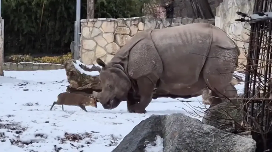 Βίντεο: Η απίστευτη «μάχη» ενός ρινόκερου 2 τόνων με ένα μικροσκοπικό ελάφι 20 κιλών σε ζωολογικό κήπο στην Πολωνία