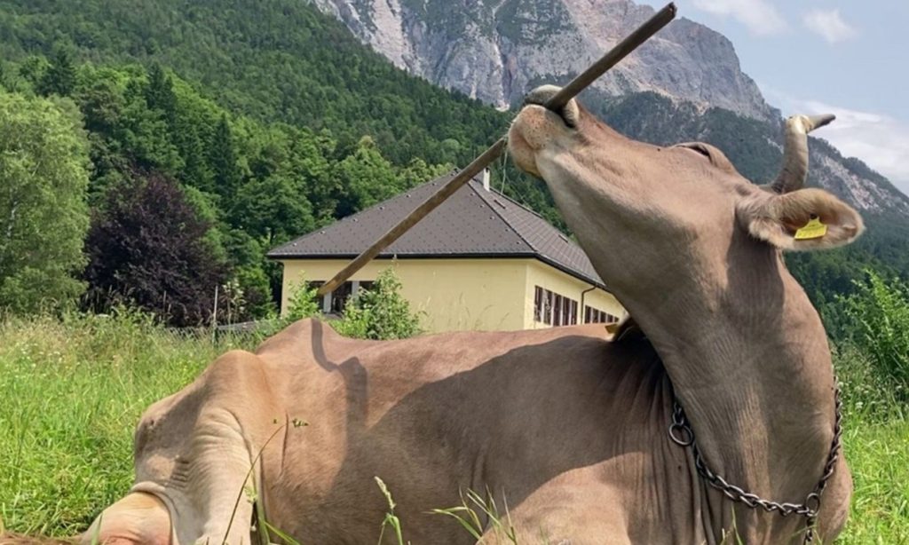 Βίντεο: Η στιγμή που αγελάδα χρησιμοποιεί σκούπα για να ξύσει την πλάτη της! – Δείτε βίντεο